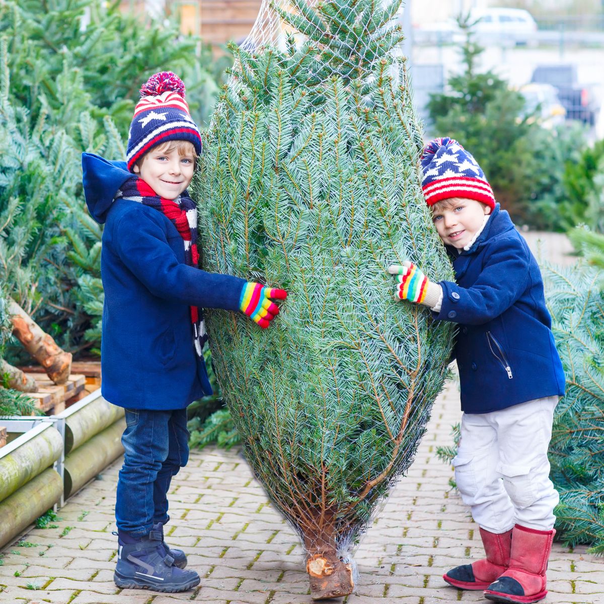 When To Buy A Christmas Tree?