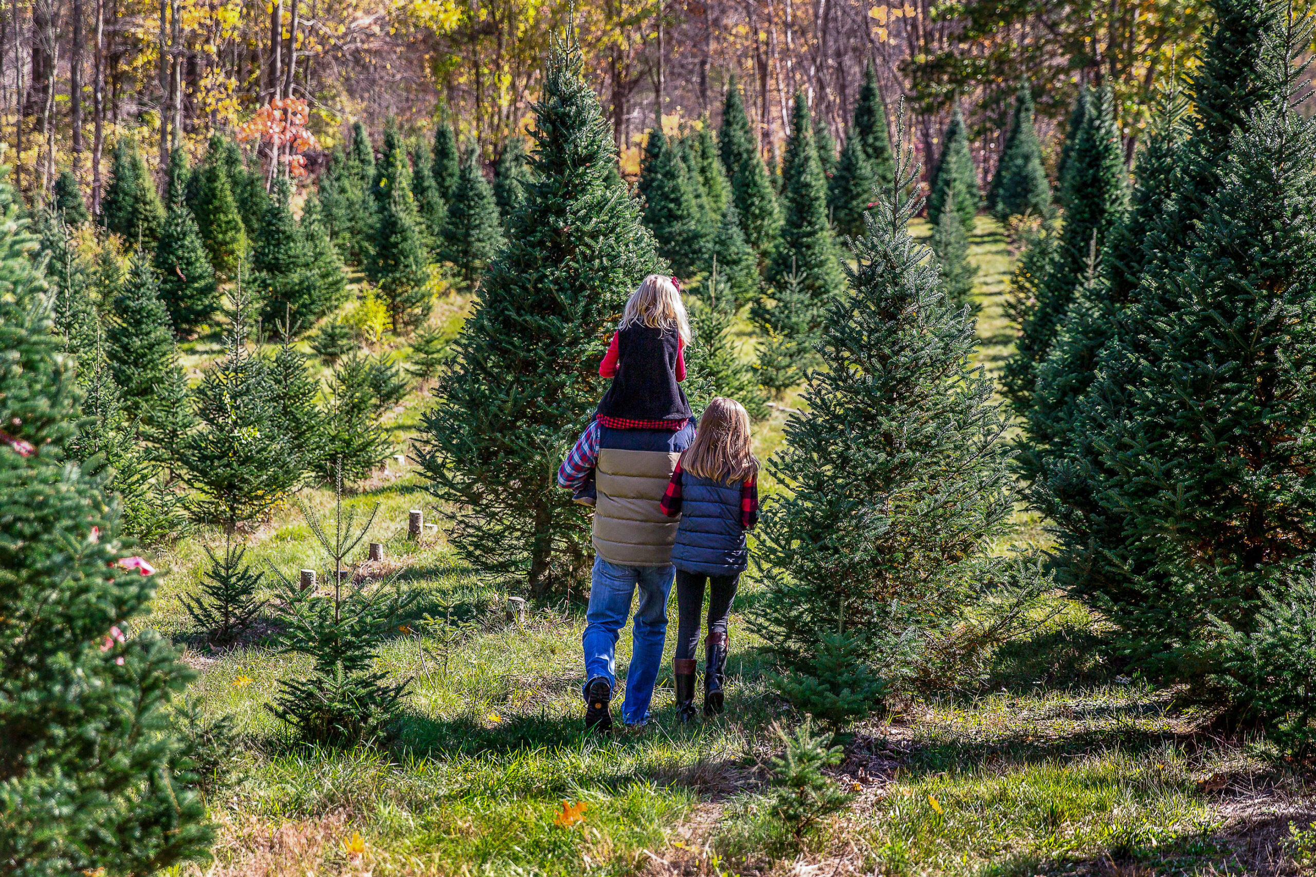 When To Buy A Christmas Tree?