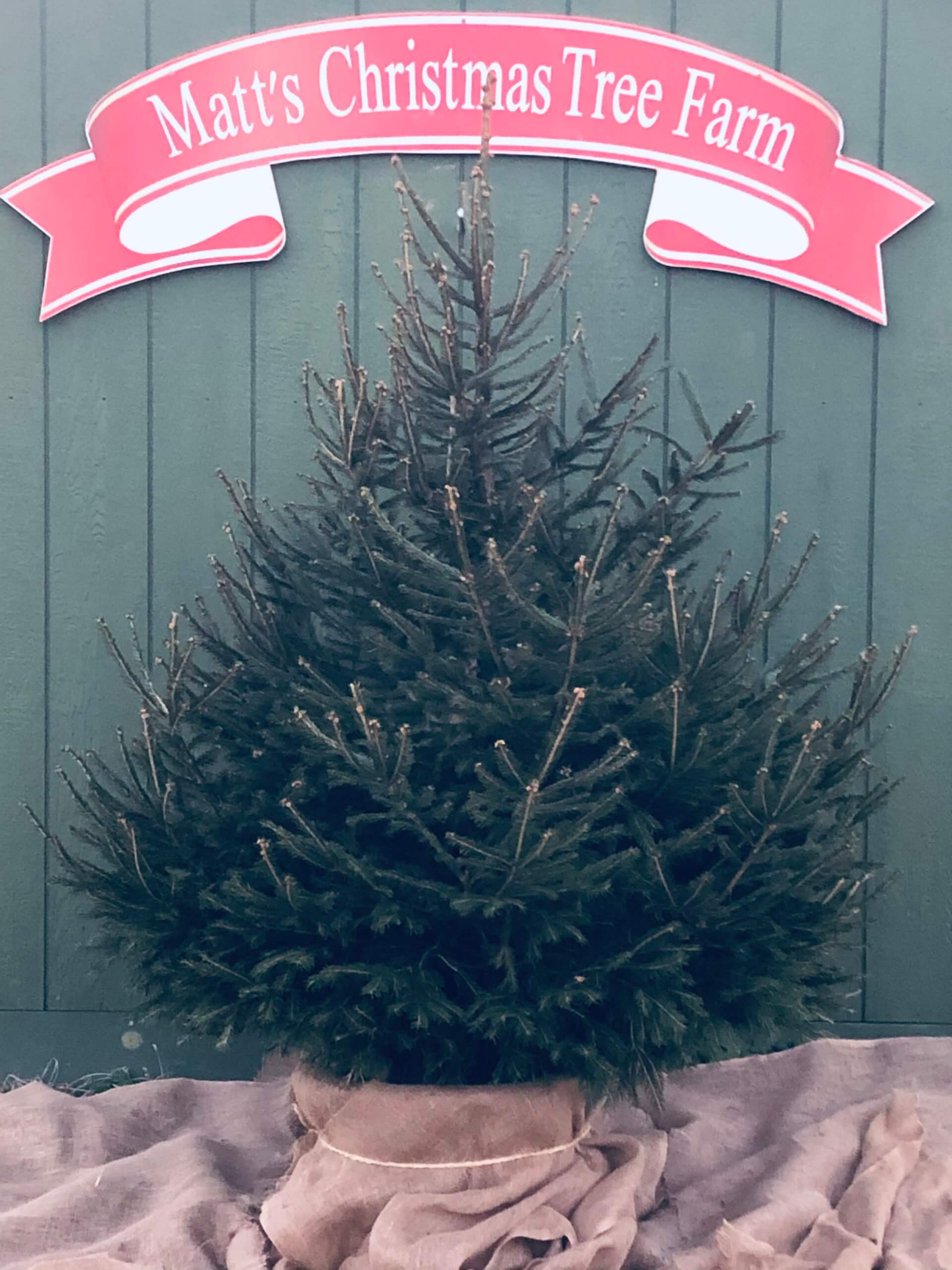 Where To Buy A Live Christmas Tree With Root Ball?
