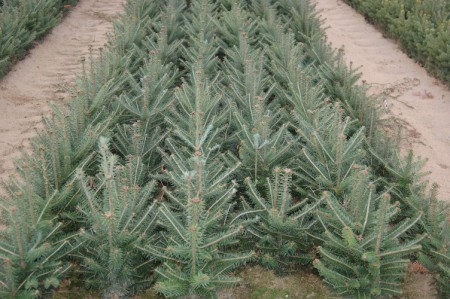 Where To Buy Christmas Tree Seedlings?