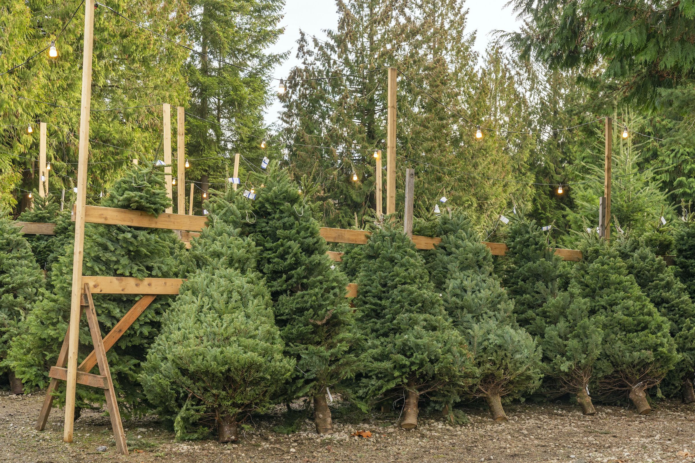 How To Buy A Christmas Tree?