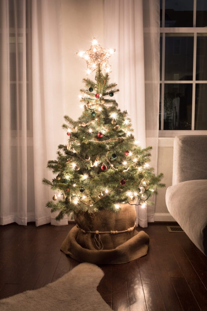 Where To Buy A Live Potted Christmas Tree?