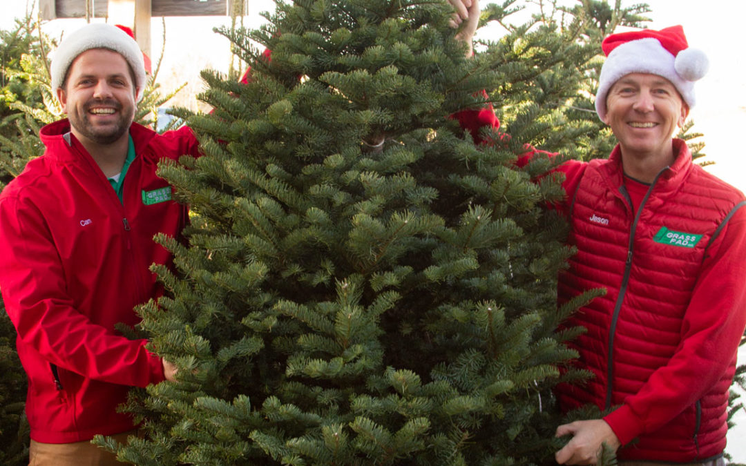 Where To Buy A Real Christmas Trees?