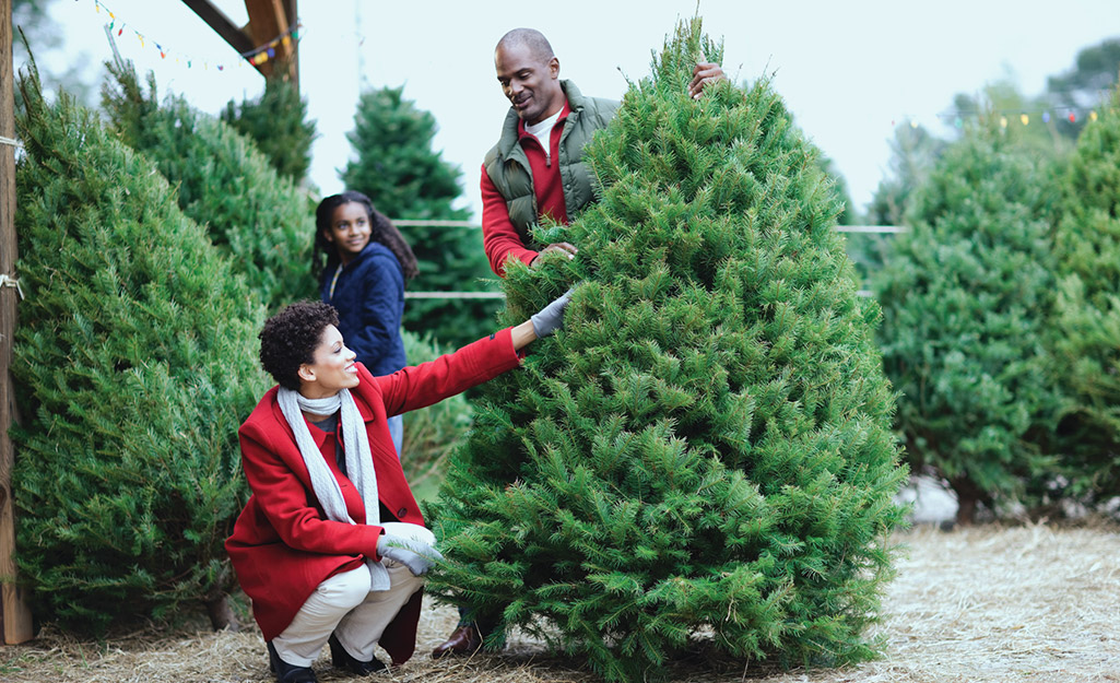 Where To Buy A Real Christmas Trees?