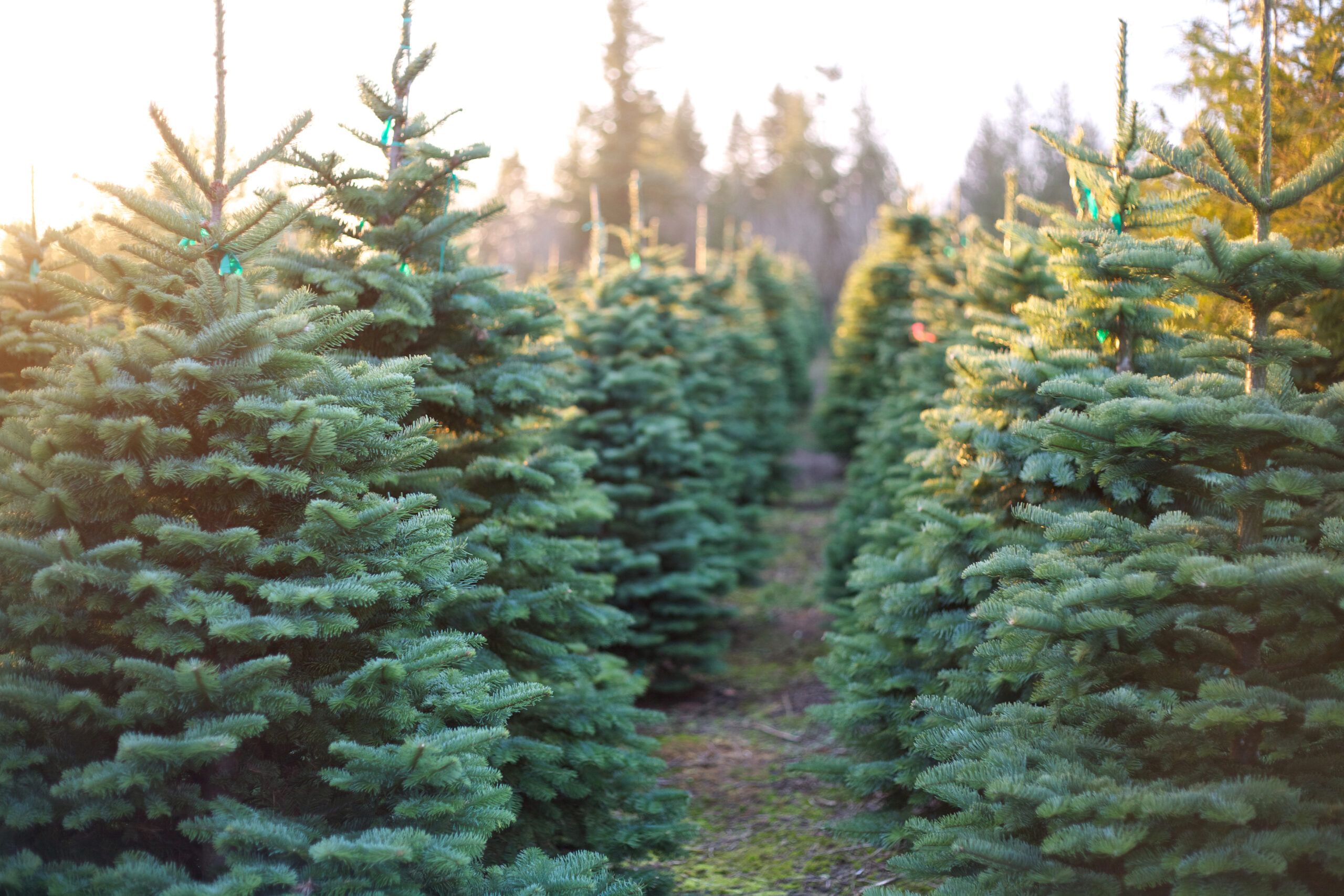 Where To Buy Live Christmas Trees?