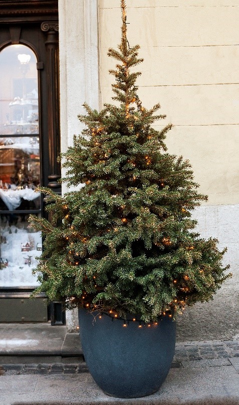 Where To Buy Live Potted Christmas Trees?