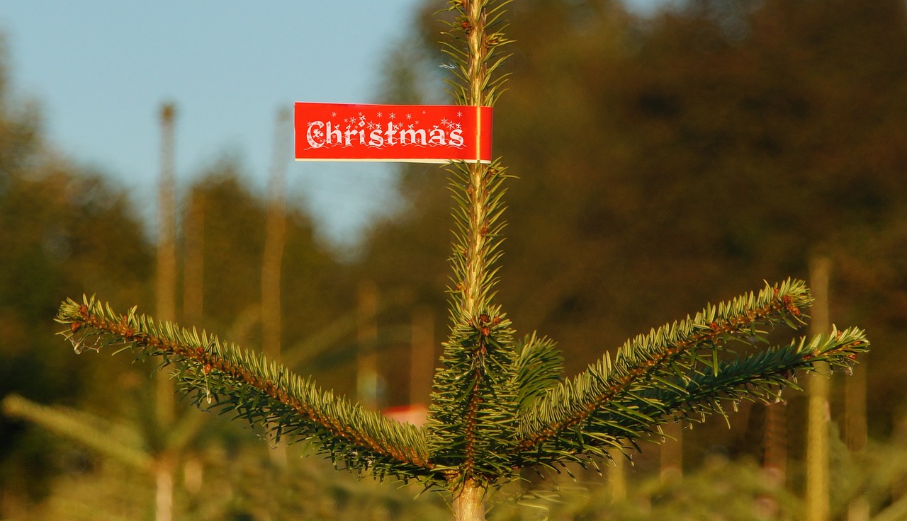Where To Buy Pre Lit Christmas Trees?
