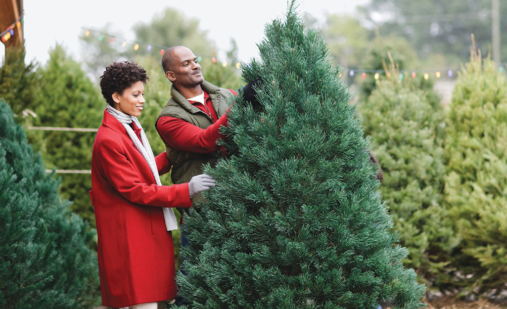 Where To Buy Real Christmas Trees?