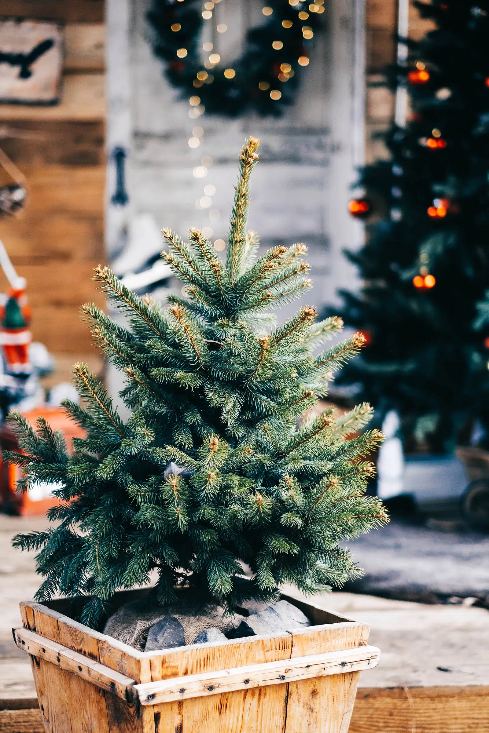 Can You Buy A Potted Christmas Tree?