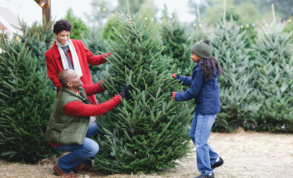 Where To Buy A Christmas Tree?